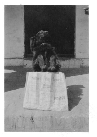 Images/Brown  Ferozepore dog reading Salford paper.jpg